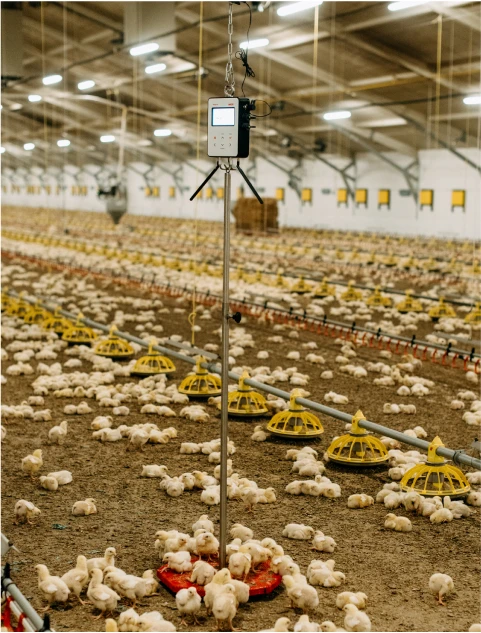 BAT2 Connect scale for poultry