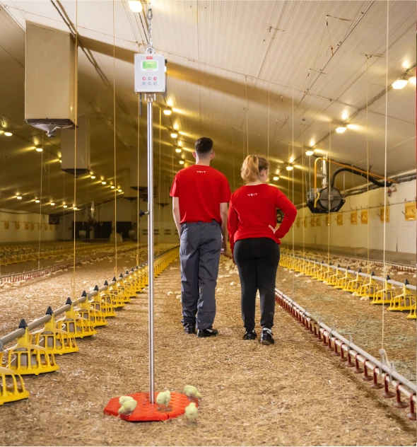 BAT2 scale for poultry