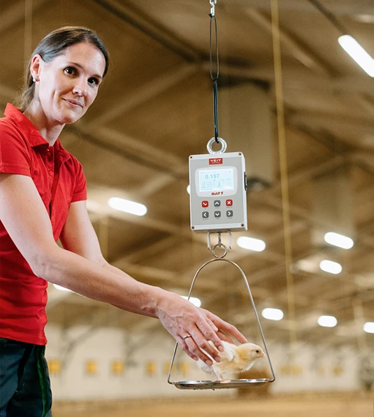 Woman weighing flock with BAT1 scale