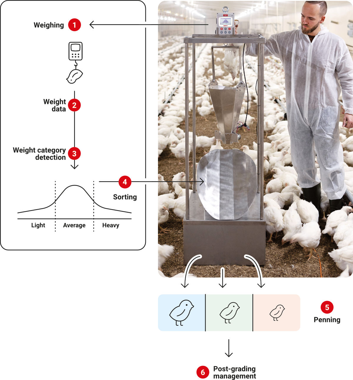 How BAT 1 Sorting Machine works - automated weighing, sorting and penning of broilers | Poultryscales.com