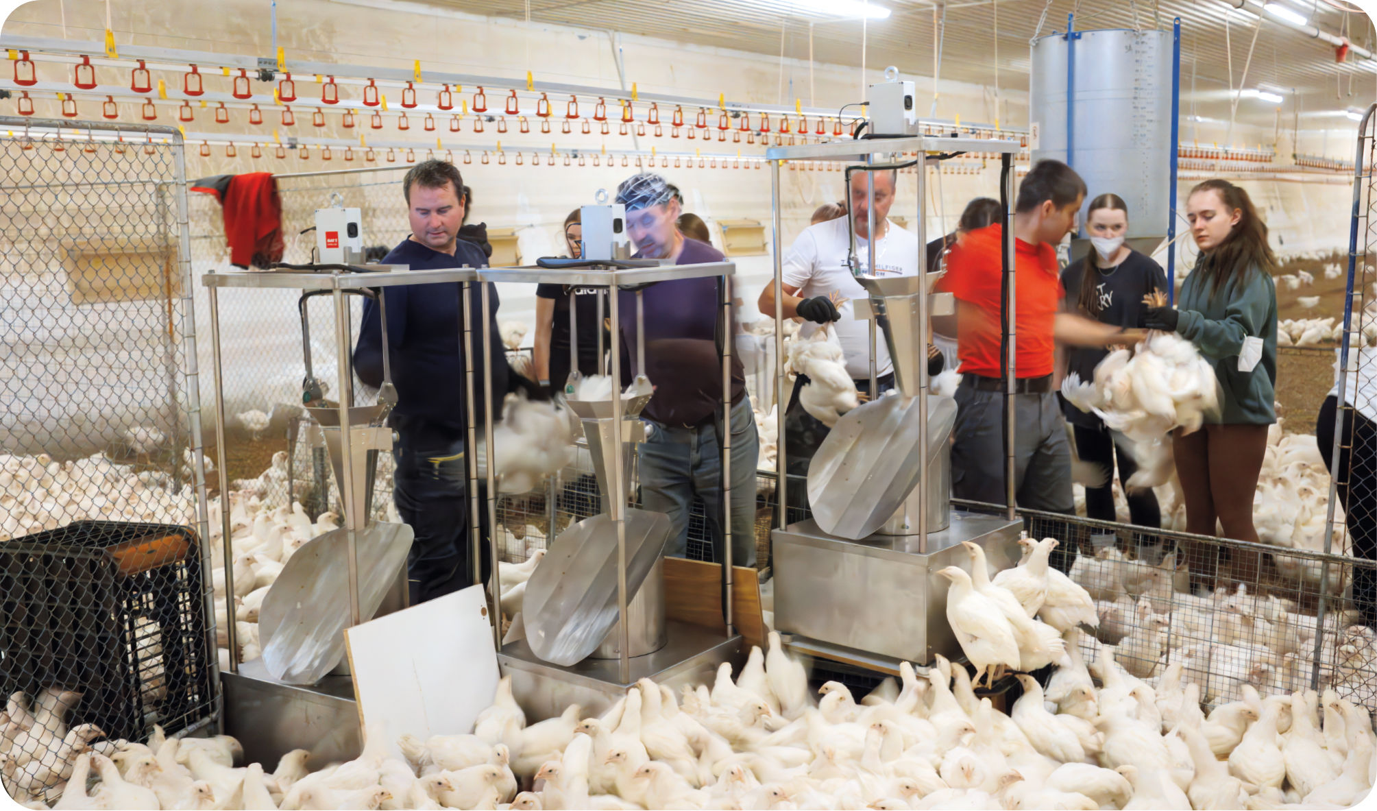 BAT 1 Sorting Machine weighing broilers on a poultry farm | Poultryscales.com